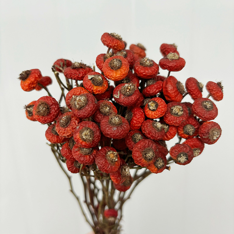 Dried Flower Bunch - 10개/다발 말린 로즈힙 베리 꽃 자연