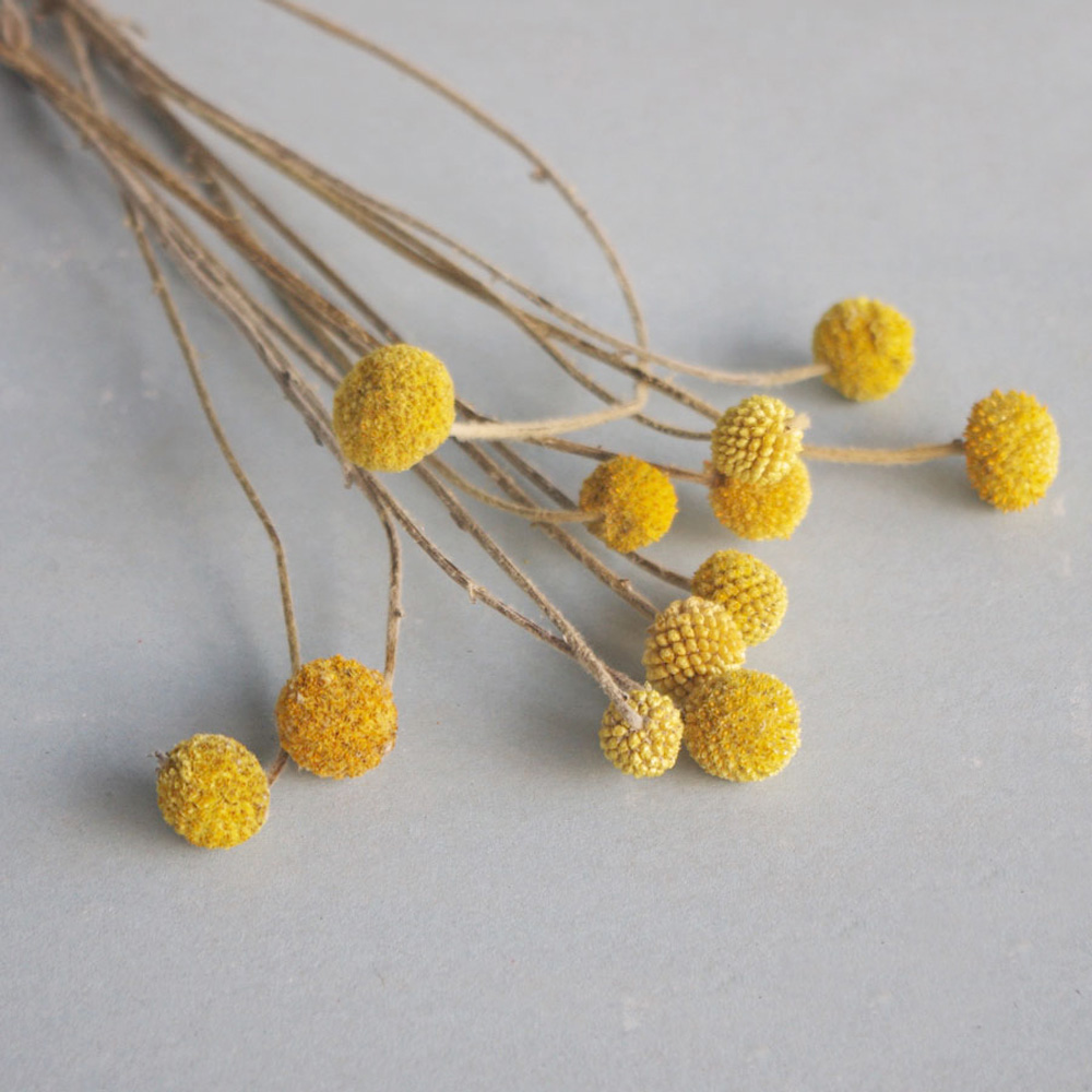 Dried Flower Bunch - 20개 천연 건조 크라스페디아 꽃 부케