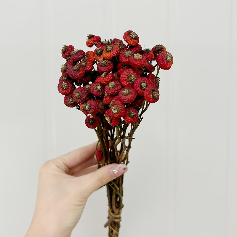 10개/다발 말린 로즈힙 베리 꽃 자연 건조 꽃 장식품 - Dried Flower Bunch 리뷰 및 가격