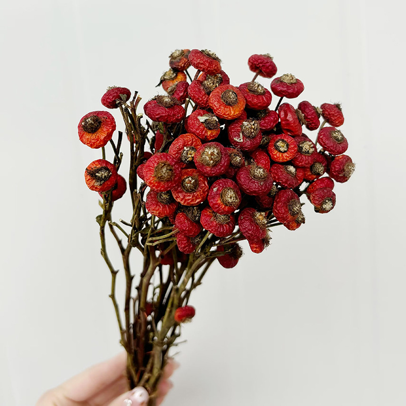 10개/다발 말린 로즈힙 베리 꽃 자연 건조 꽃 장식품 - Dried Flower Bunch 리뷰 및 가격