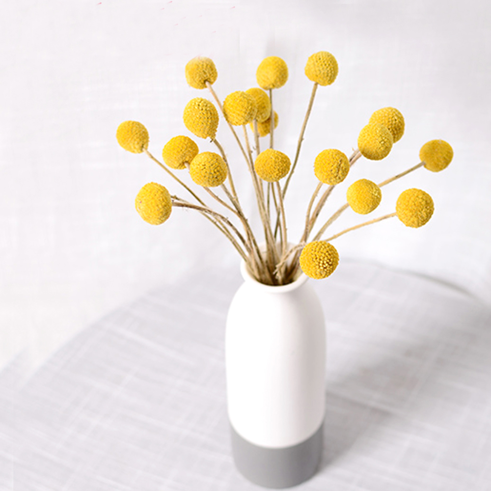 20개 천연 건조 크라스페디아 꽃 부케 황금 공 꽃 다 - Dried Flower Bunch 리뷰 및 가격