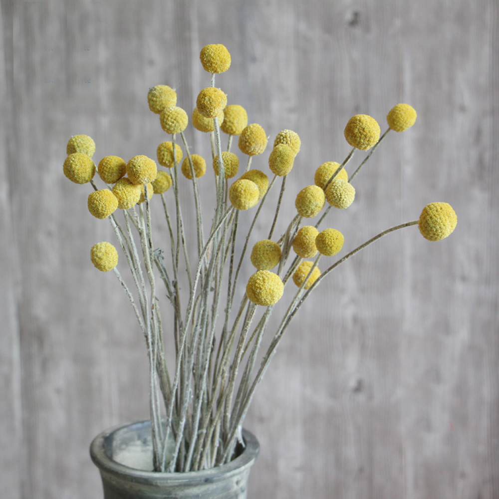 20개 천연 건조 크라스페디아 꽃 부케 황금 공 꽃 다 - Dried Flower Bunch 리뷰 및 가격