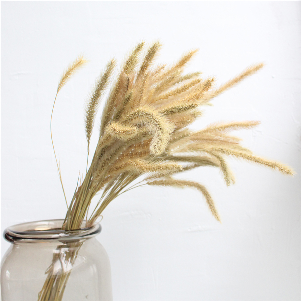 200pcs 자연 건조 Lagurus ovatus 부케 - Dried Flower Bunch 리뷰 및 가격