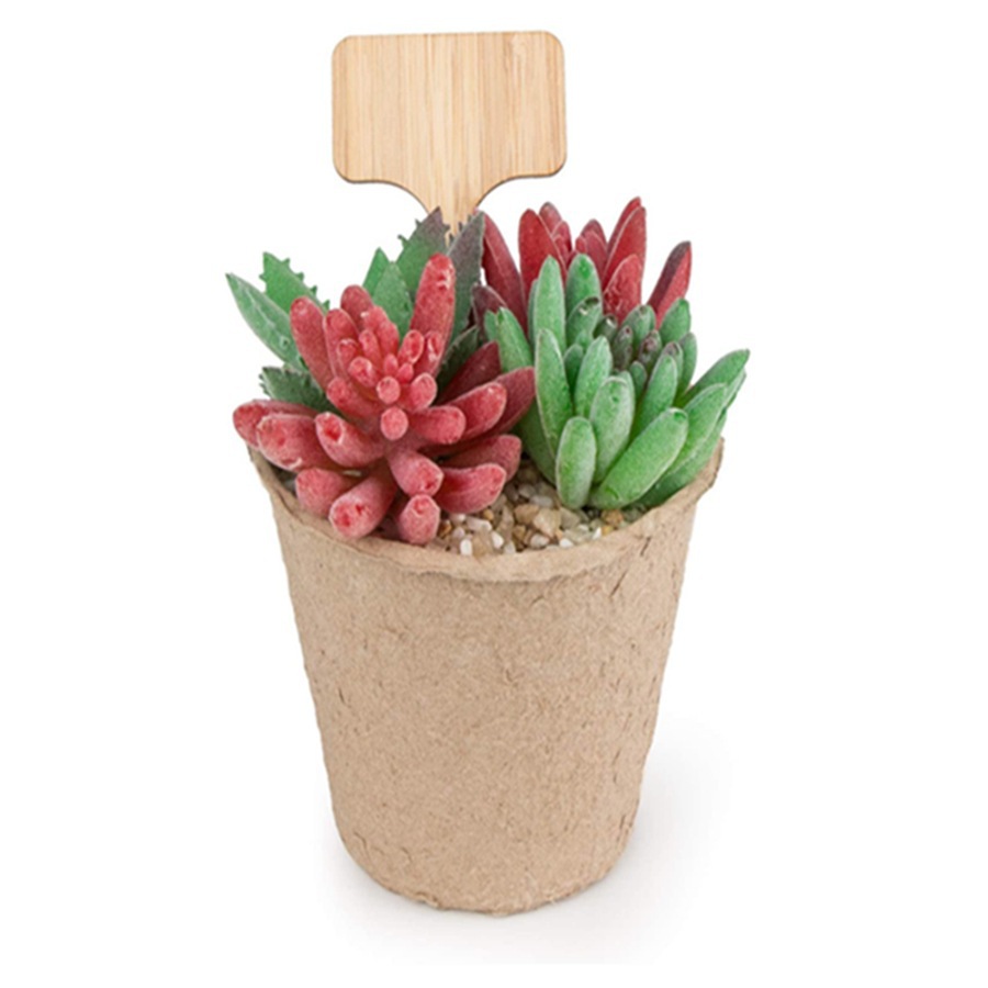 100개 나무 식물 태그 스테이크, 다육식물용 꽃 정원 - Floral Picks Wood 리뷰 및 가격